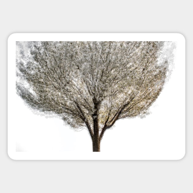 Cherry Tree Multiple Exposure Abstract Sticker by TonyNorth